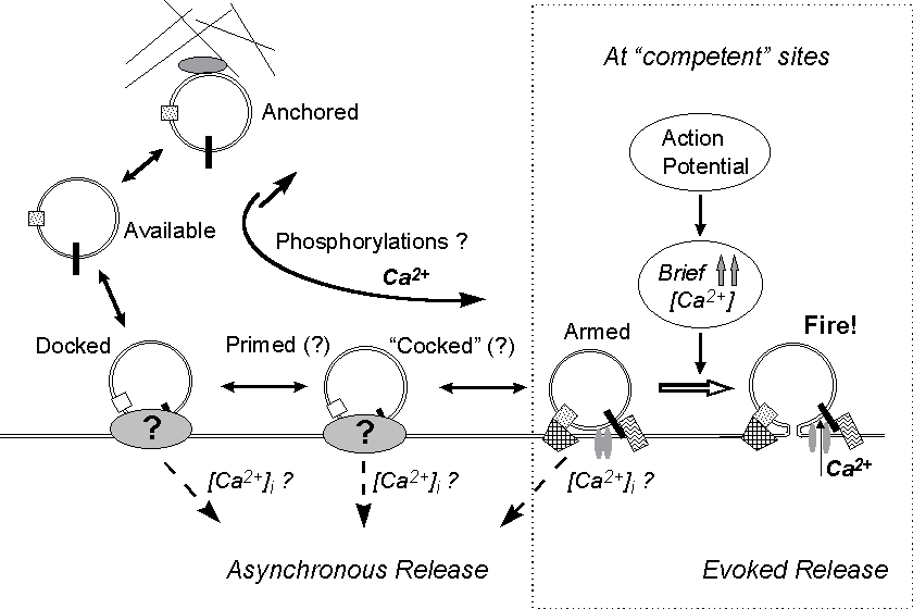 http://www.neuroworld.it/dino/pages/rel9.gif